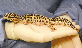 GirlieGrrrl  is believed to be the first gecko to be treated for   hyperthyroidism,  which was recently diagnosed with a minuscule CT scan. 