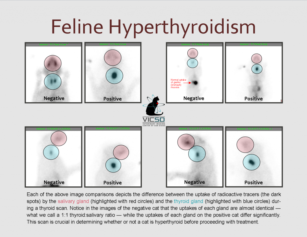 VICSD Feline Thyroid Scan Comparison