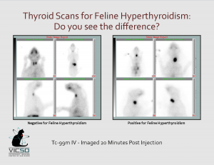 VICSD Feline Thyroid Scan Comparison