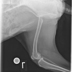 VICSD WYD Image1