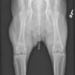 VICSD WYD Image3