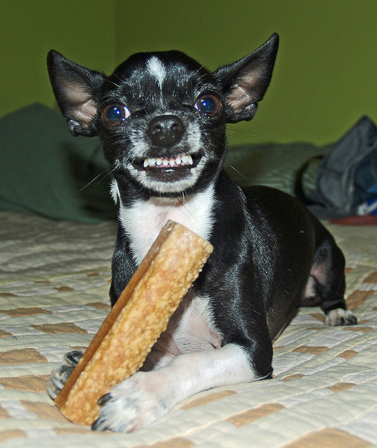 dog teeth