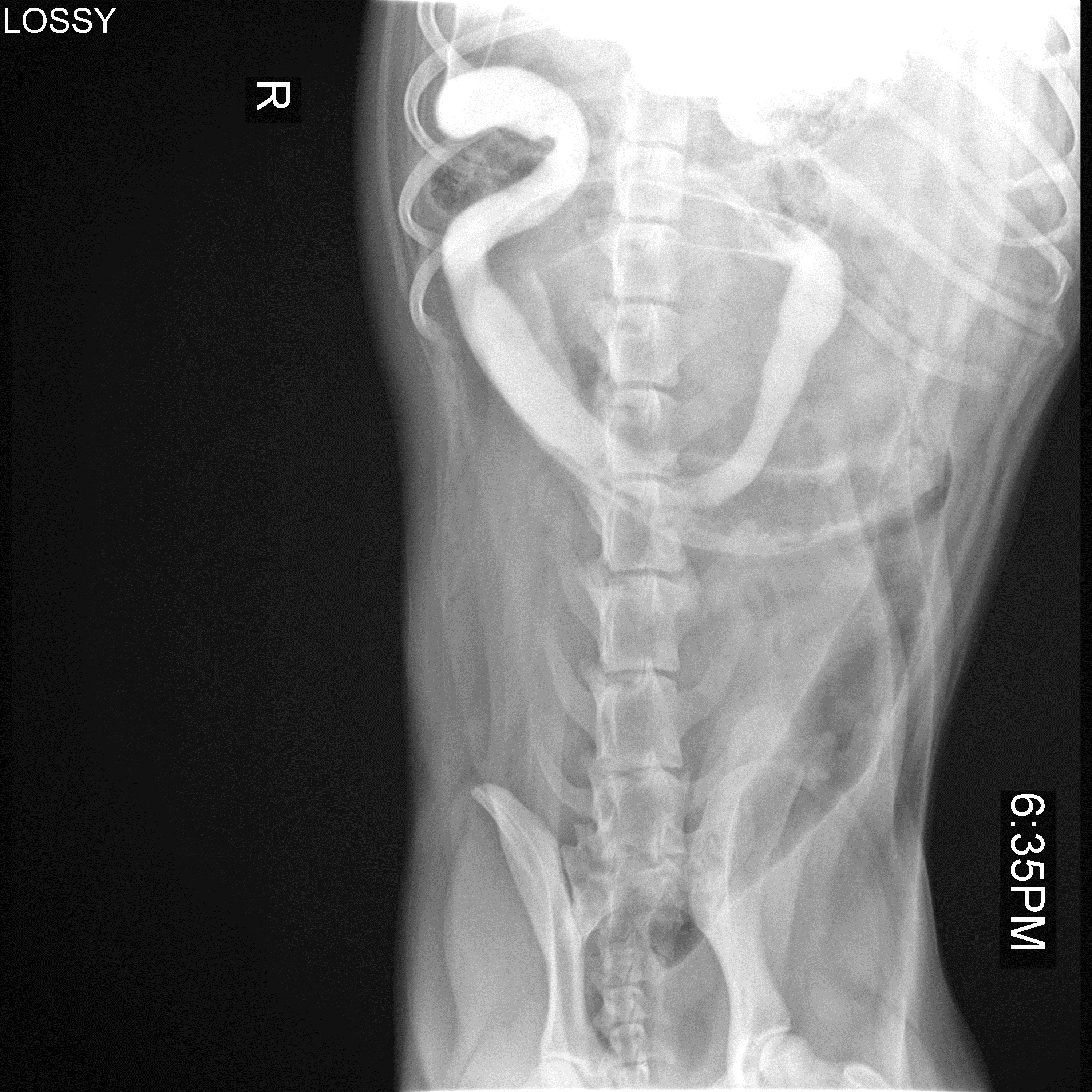 Barium test in dogs