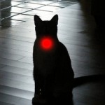 feline hyperthyroidism
